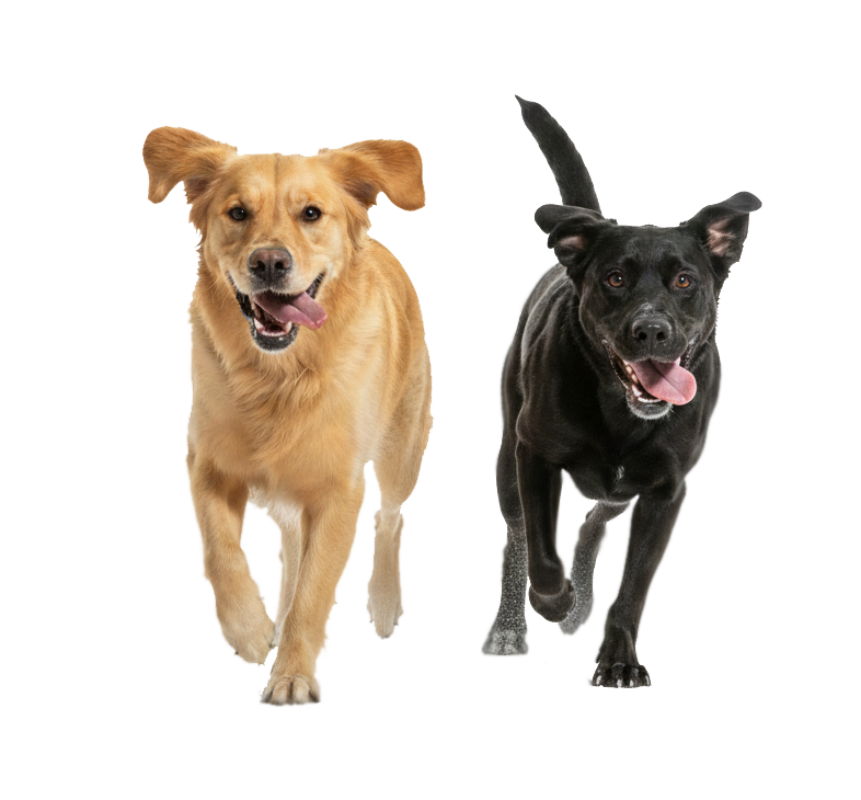 Perros jugando en el césped